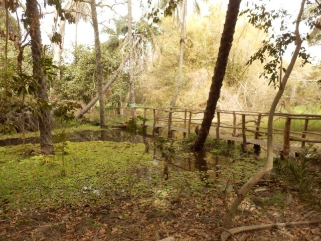 Behelfsbrücke im Abuko Nationalpark