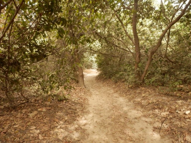 Ein Weg im Abuko Nationalpark