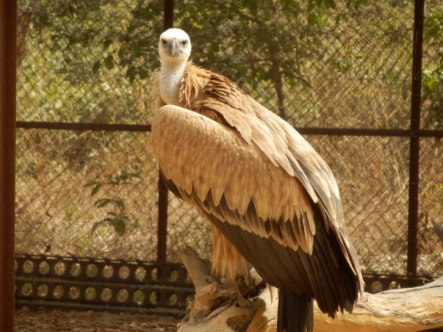 Adler im Abuko Nationalpark