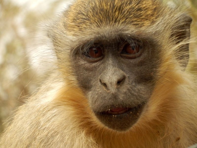 Affe im Abuko Nationalpark