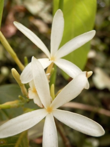 Blumenbild