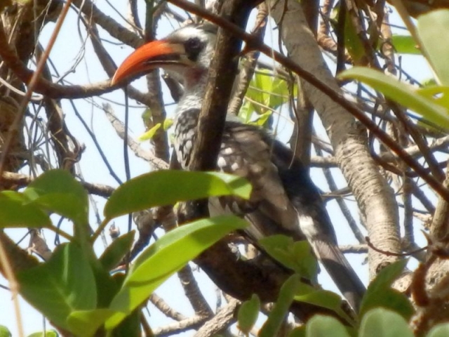 Vogel im Bijilo Forest Park