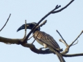 Vogel im Bijilo Forest Park