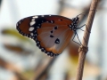 Schmetterling im Bijilo Forest Park