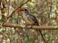 Vogel im Bijilo Forest Park