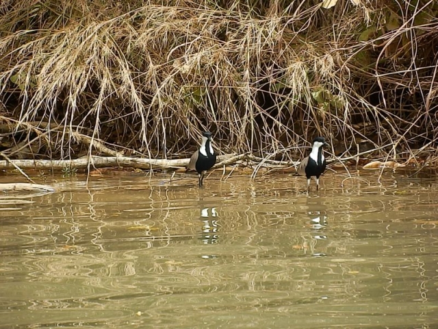 Vögel auf dem Gambia River