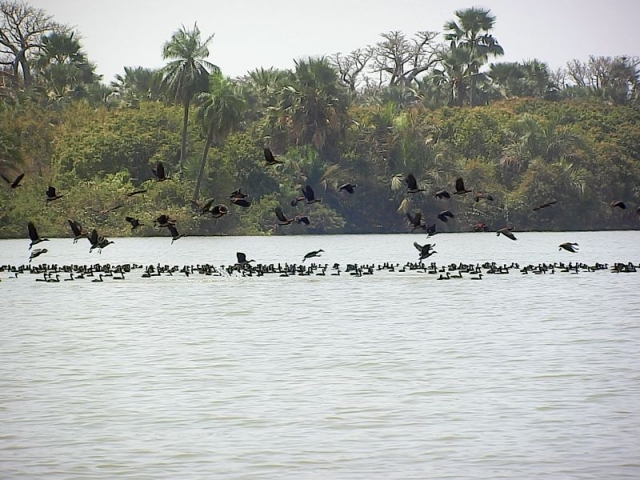 Vogelschwarm auf dem Gambia River