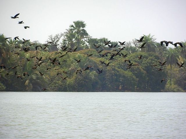 Vogelschwarm auf dem Gambia River