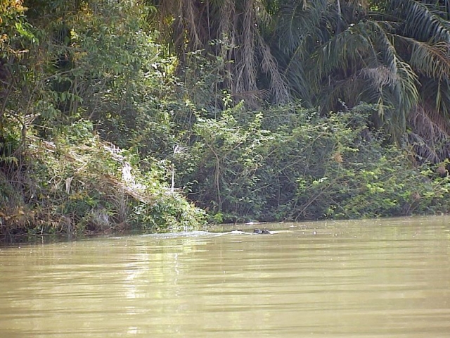 Flusspferd auf dem Gambia River