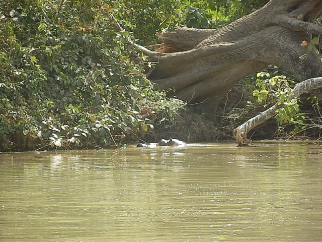 Flusspferd auf dem Gambia River