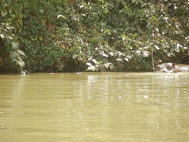 Flusspferd auf dem Gambia River