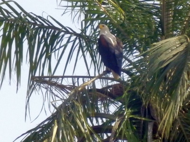 Vogel auf dem Gambia River