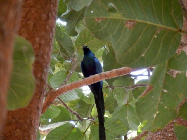 Vogel auf dem Gambia River