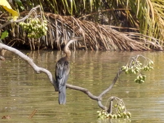 Vogel auf dem Gambia River