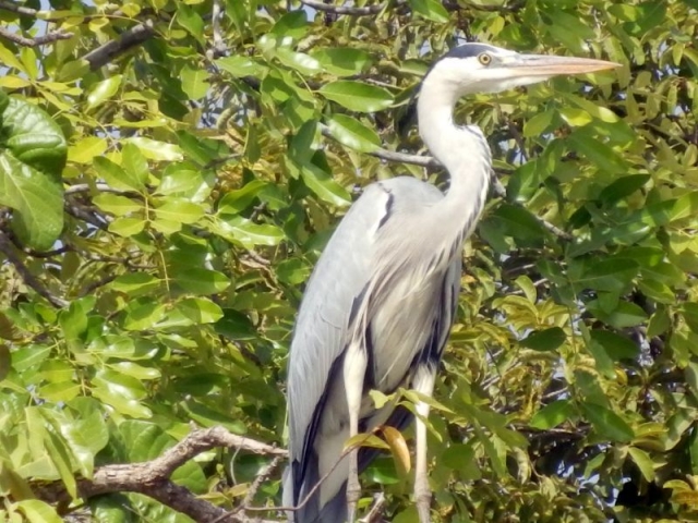 Vogel auf dem Gambia River