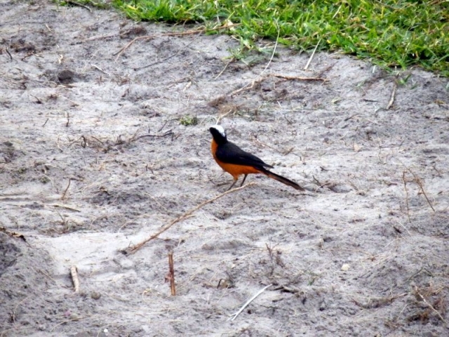 Vogel im Senegambia Beach Hotel