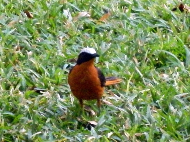 Vogel im Senegambia Beach Hotel