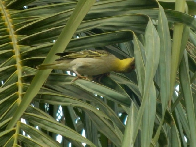 Vogel im Senegambia Beach Hotel