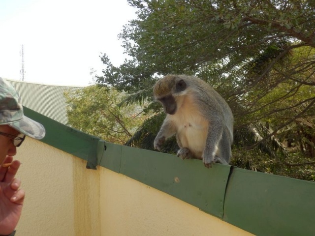 Affen im Senegambia Beach Hotel