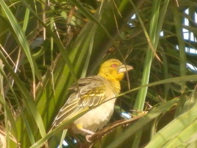 Vogel im Senegambia Beach Hotel