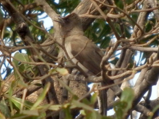 Vogel im Senegambia Beach Hotel