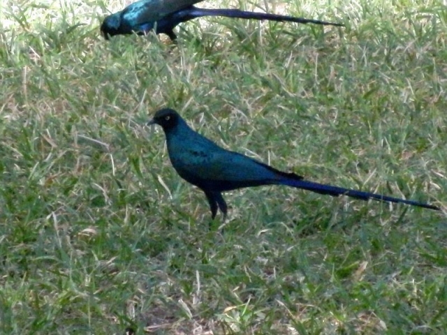 Vogel im Senegambia Beach Hotel