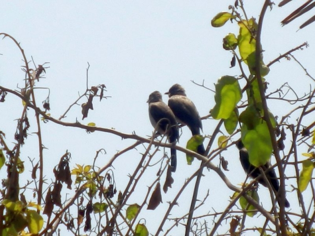 Vögel im Senegambia Beach Hotel