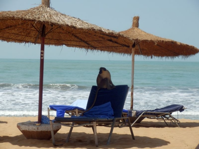 Affe im Senegambia Beach Hotel
