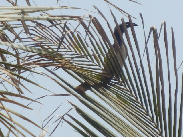 Vogel im Senegambia Beach Hotel