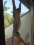 Affe im Senegambia Beach Hotel