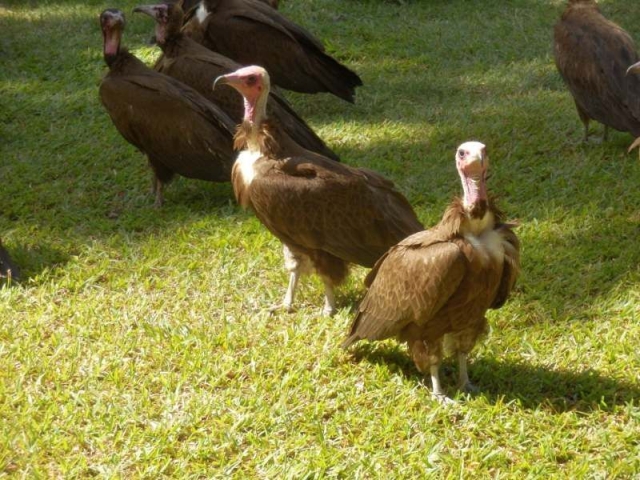 Kappengeier in Gambia
