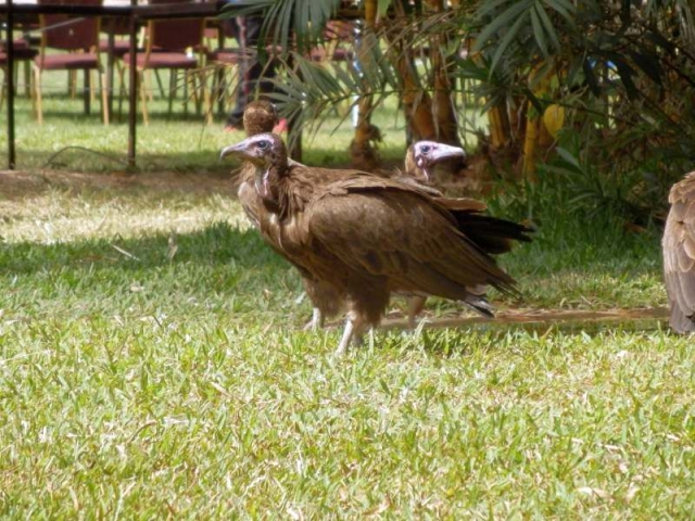 Kappengeier in Gambia