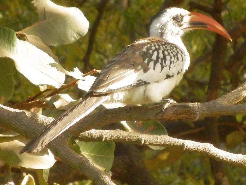 Rotschnabeltoko in Gambia