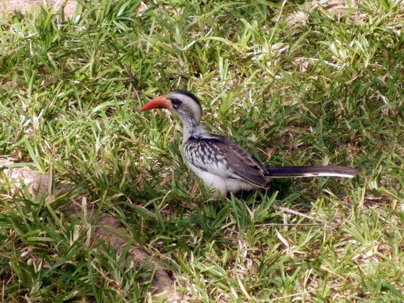 Rotschnabeltoko in Gambia