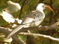 Rotschnabeltoko in Gambia