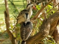 Rotschnabeltoko in Gambia