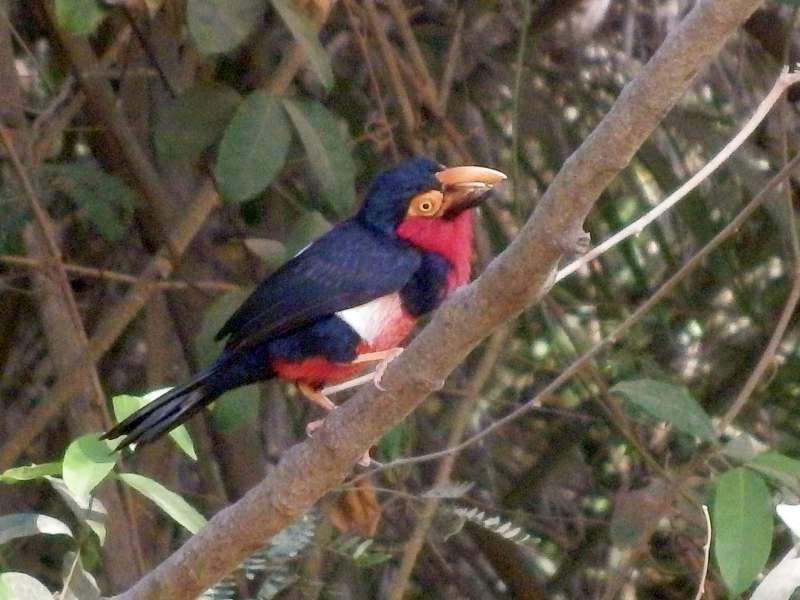 Senegal-Furchenschnabel in Gambia