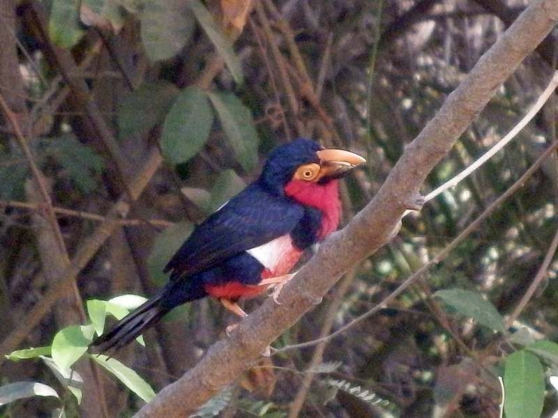 Senegal-Furchenschnabel in Gambia