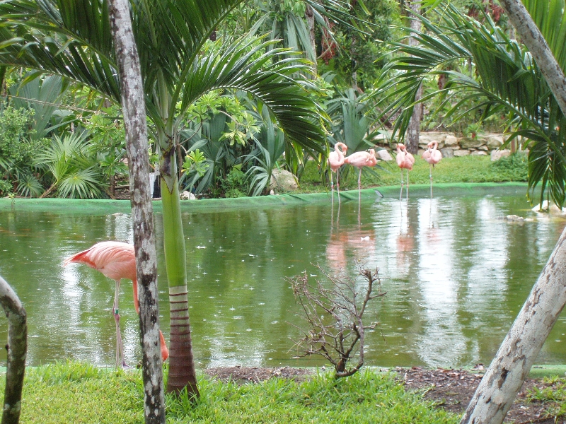 Hotel Teich mit Flamingos