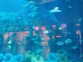 Aquarium in der Dubai Mal