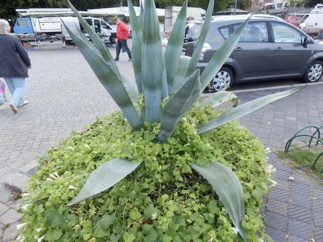 Kaktus in Trelleborg