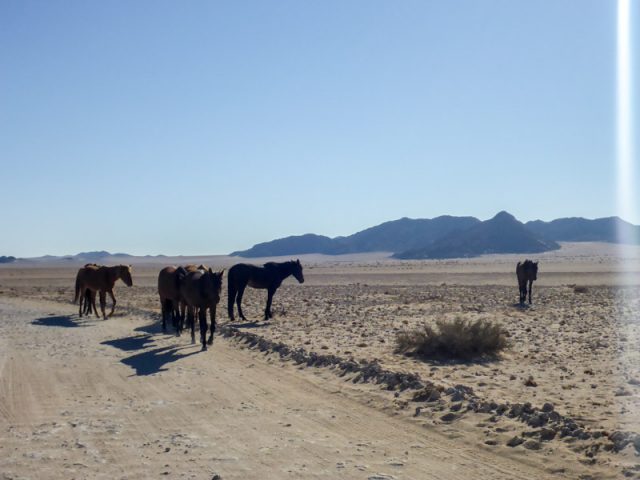 Aus-Luederitz-Wild-Horse-03