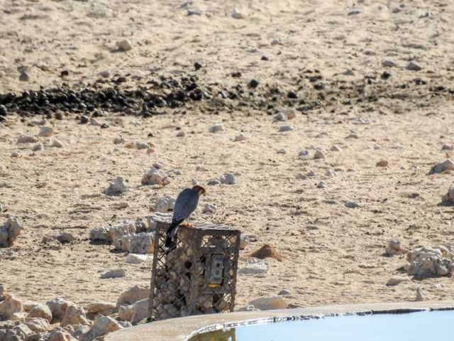 Aus-Luederitz-Wild-Horse-08