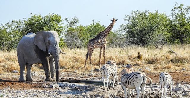 Etosha-Namutoni-Titel