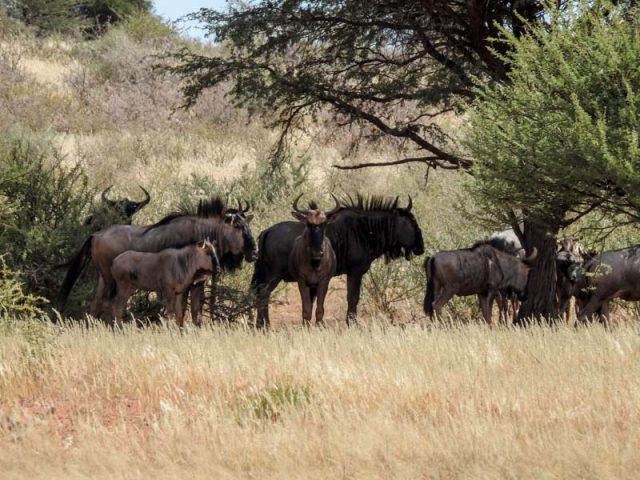 Kalahari-Waking-Trail-15