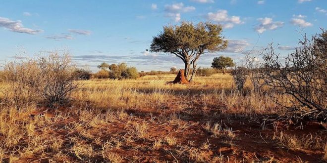 Kalahari-Walking-Trail-Titelbild