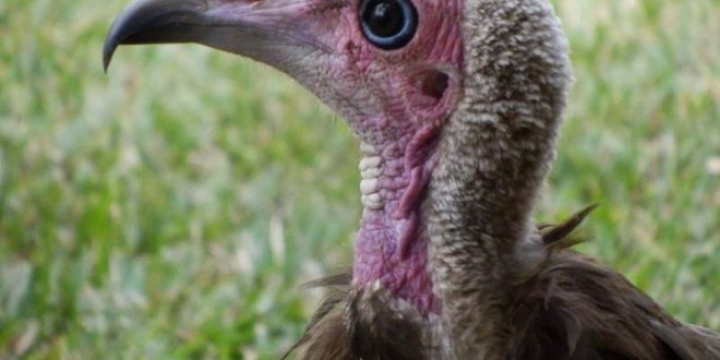 Der Kappengeier (Necrosyrtes monachus) in Gambia 2