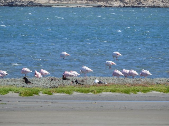 Luederitz-Flamingos