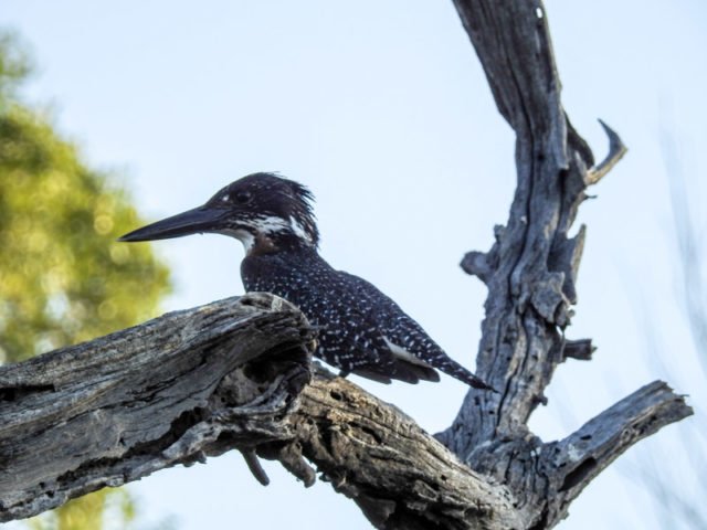 Okavango-Delta-04