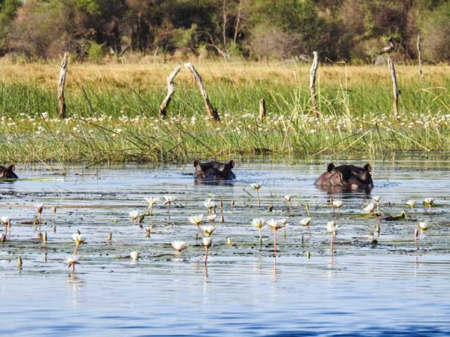 Okavango-Delta-05